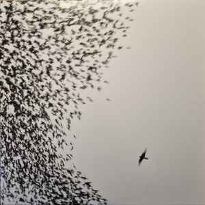 LP Wilco - Sky Blue sky Nuevo precintado - DISCOS NAKASHA